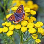 Lycaena phlaeas, Weiblicher Kleiner Feuerfalter mit schöner ...