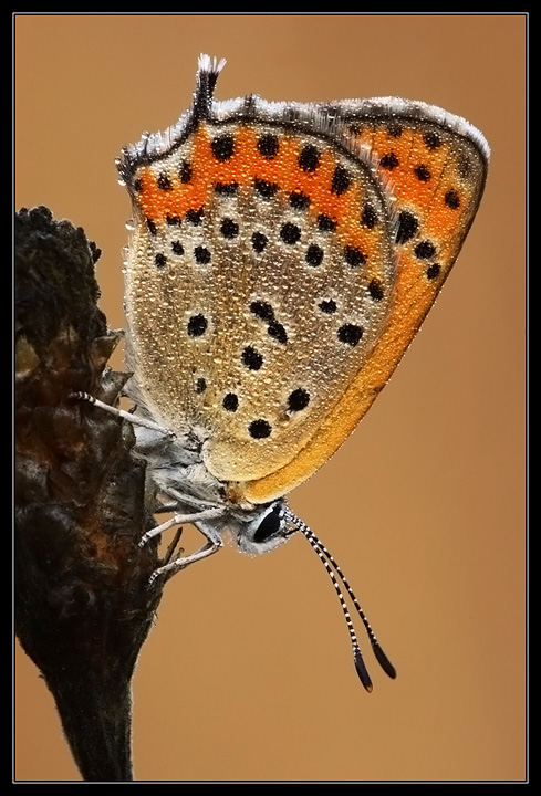 Lycaena thersamon