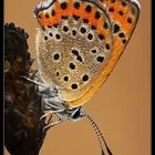 Lycaena thersamon