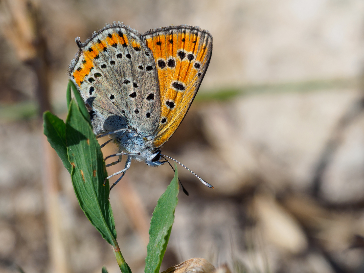 Lycaena thersamon