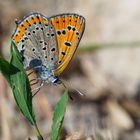 Lycaena thersamon