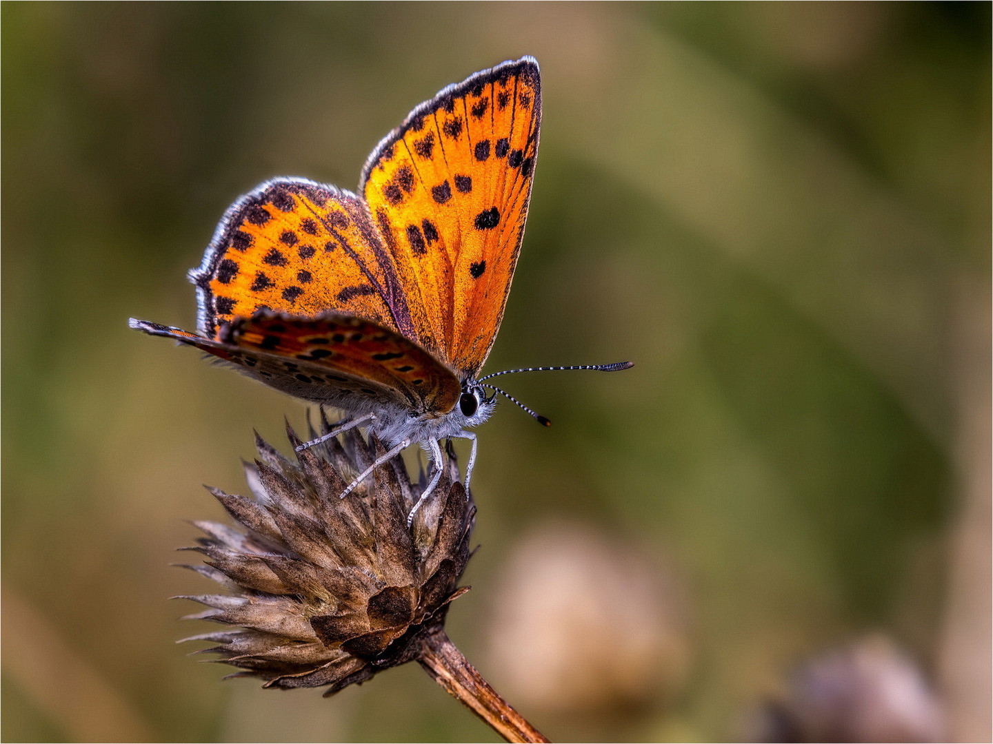 Lycaena thersamon (female)