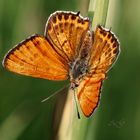 Lycaena thersamon (male)