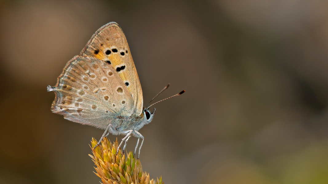 Lycaena thetis