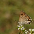 Lycaena thetis » Golden copper