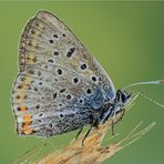 Lycaena tityrus