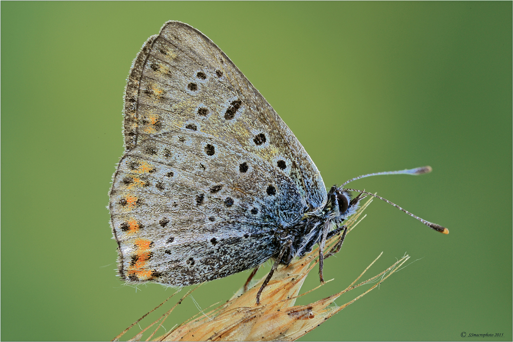 Lycaena tityrus