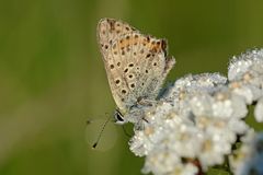 Lycaena tityrus #10