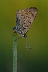 Lycaena tityrus #11