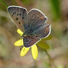 Lycaena tityrus #12