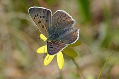 Lycaena tityrus #12