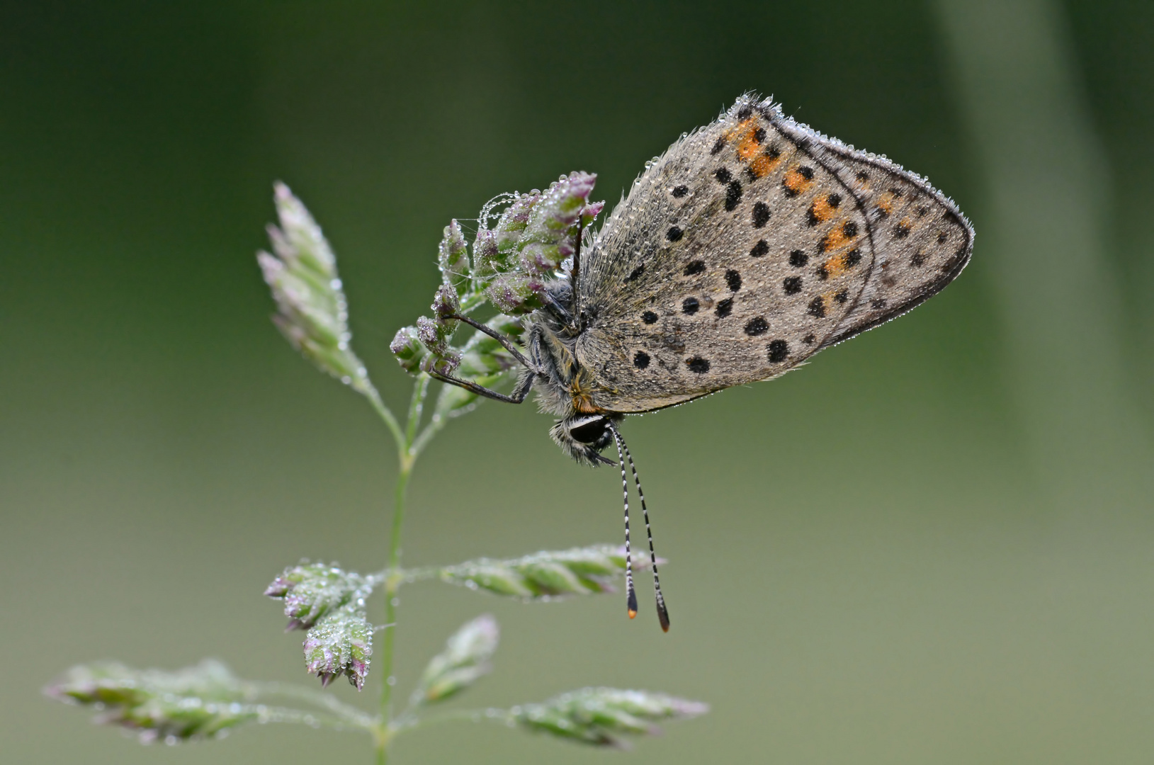 Lycaena tityrus #12