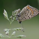 Lycaena tityrus #12