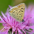 Lycaena tityrus