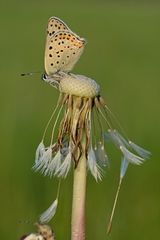 Lycaena tityrus #2