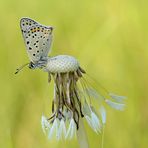 Lycaena tityrus