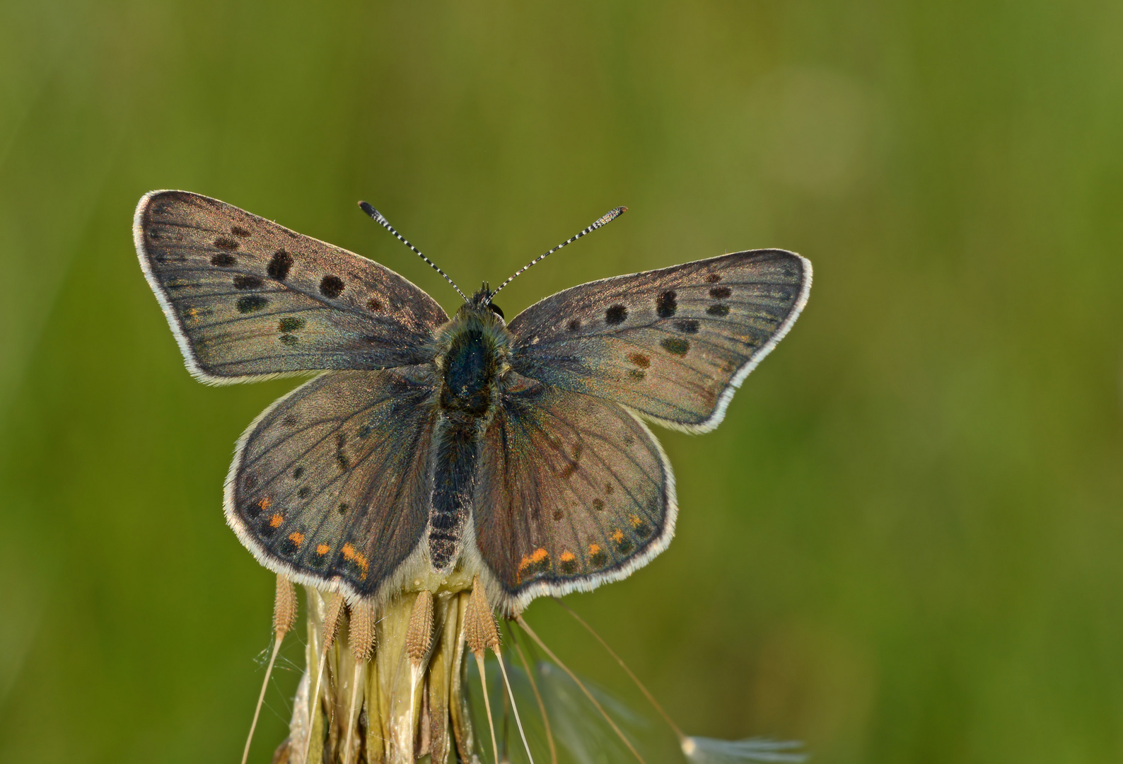 Lycaena tityrus #3