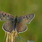 Lycaena tityrus #3