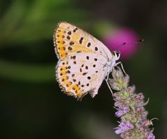 Lycaena tityrus