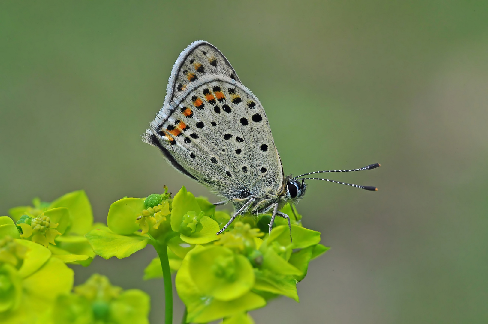 Lycaena tityrus #4