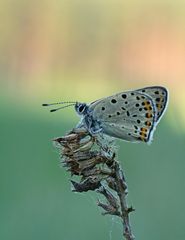 Lycaena tityrus #4