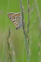 Lycaena tityrus