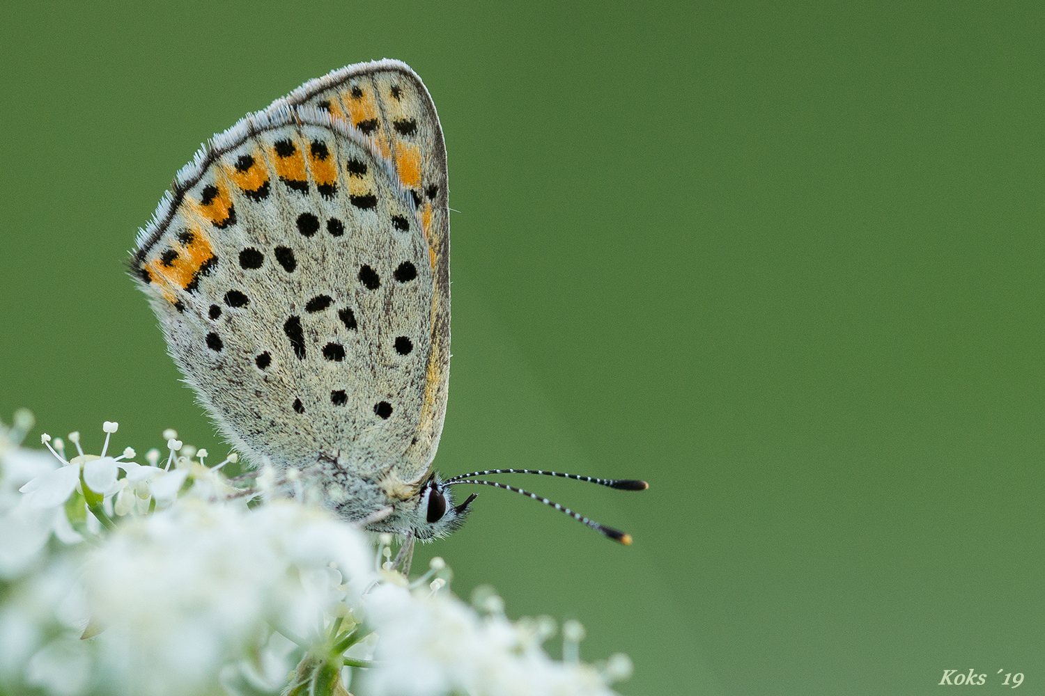 Lycaena tityrus