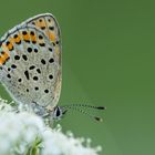 Lycaena tityrus