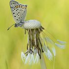 Lycaena tityrus #5