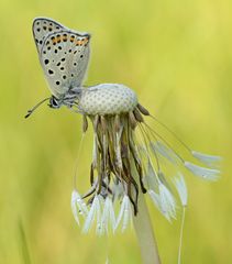 Lycaena tityrus #5