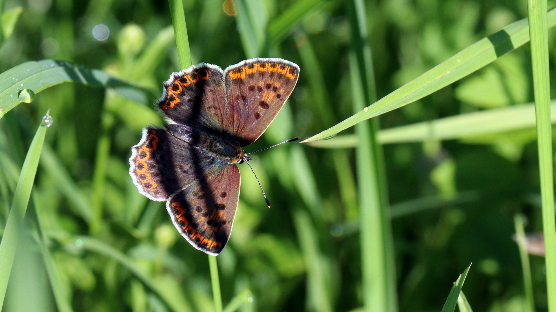 Lycaena tityrus