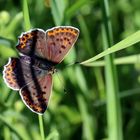 Lycaena tityrus