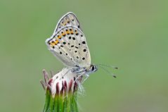 Lycaena tityrus #6