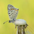 Lycaena tityrus #6