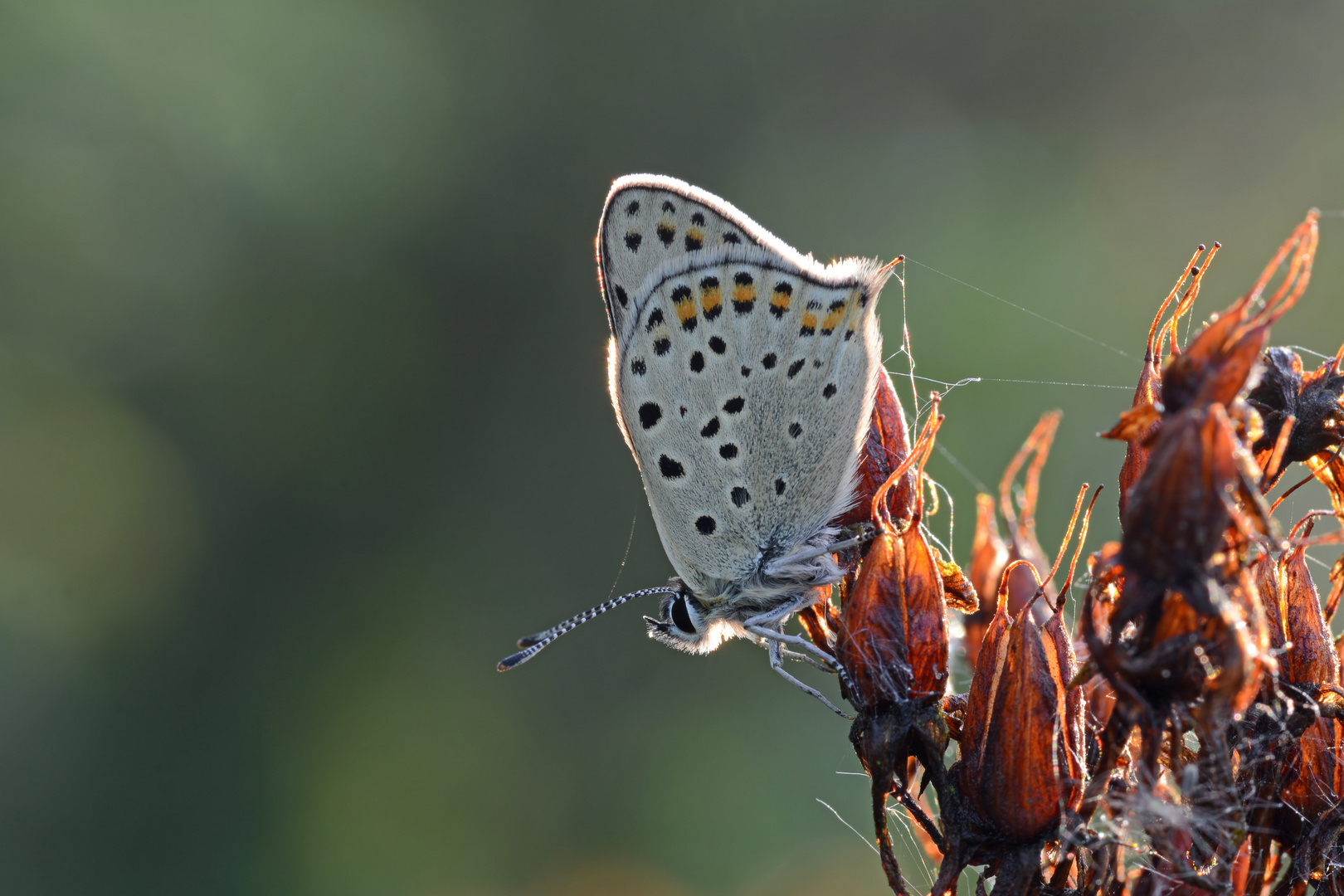 Lycaena tityrus #7