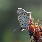 Lycaena tityrus #7