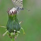 Lycaena tityrus #7