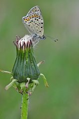 Lycaena tityrus #7