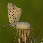 Lycaena tityrus #8