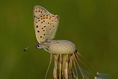 Lycaena tityrus #8