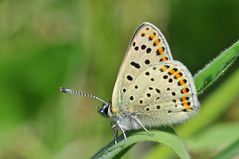 Lycaena tityrus #8