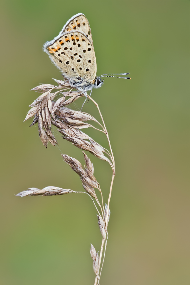 Lycaena tityrus