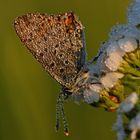 Lycaena tityrus #9