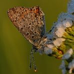 Lycaena tityrus #9