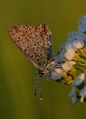 Lycaena tityrus #9