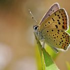 Lycaena tityrus #9