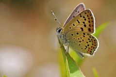 Lycaena tityrus #9