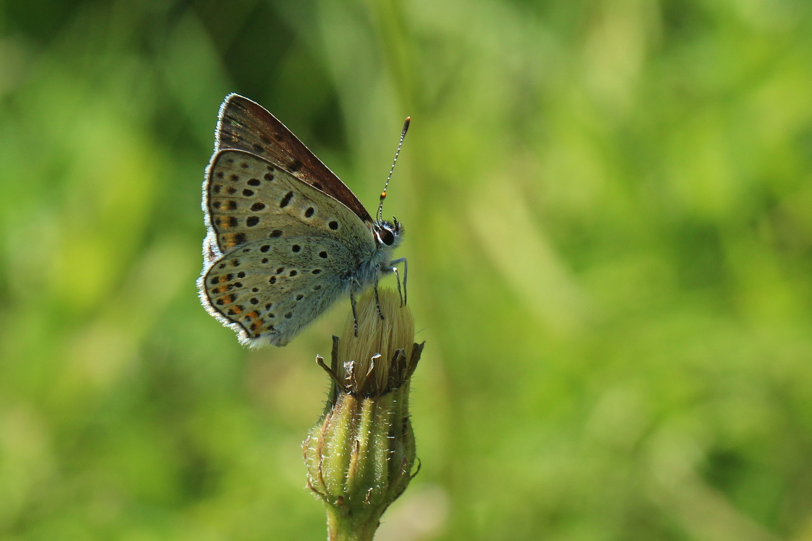 Lycaena tityrus