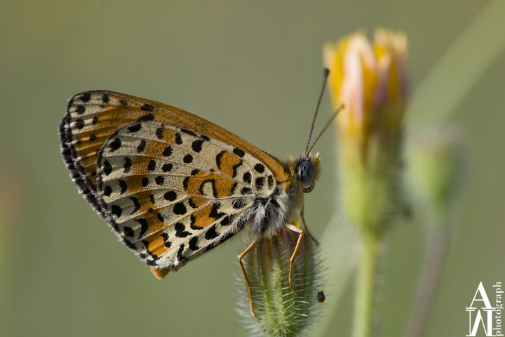 Lycaena tityrus