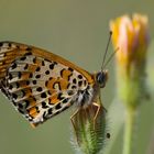 Lycaena tityrus